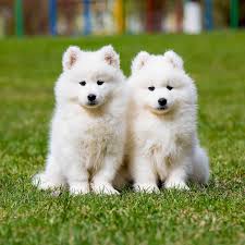 samoyed